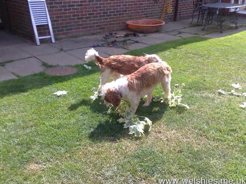 2011-06-11 01.jpg - Helping Mummy with the Gardening!